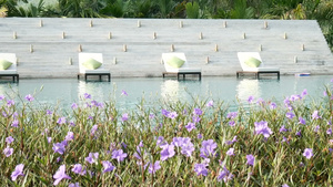 靠近游泳池的躺椅背景是绿树前景是美丽的花朵19秒视频