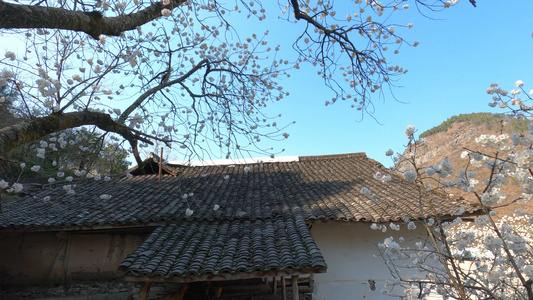 4K实拍农村瓦房背后的樱花树视频素材视频