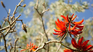 美国加利福尼亚州花园中的珊瑚树红花12秒视频