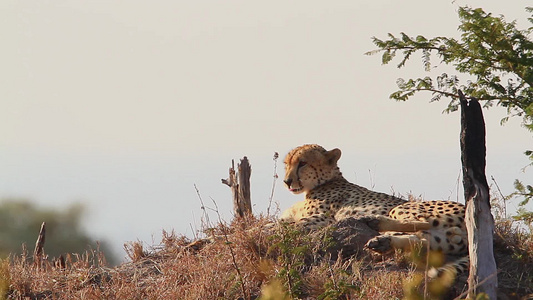 非洲南部国家公园的猎豹视频