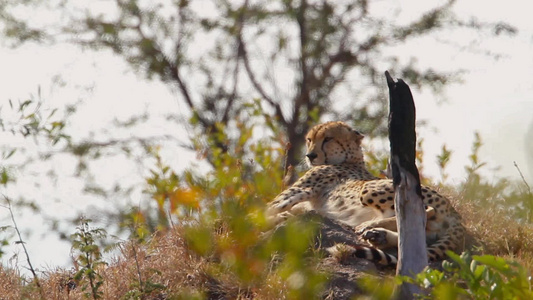 非洲南部Kruger国家公园的猎豹视频