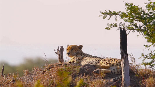 非洲南部Kruger国家公园的猎豹视频