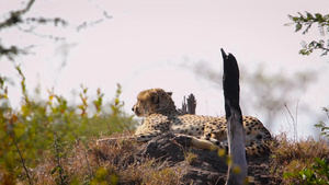 非洲南部国家公园的猎豹17秒视频