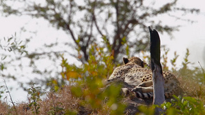 非洲南部国家公园的猎豹24秒视频