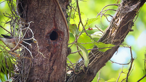 在巴迪亚国家公园鸟类的回击16秒视频
