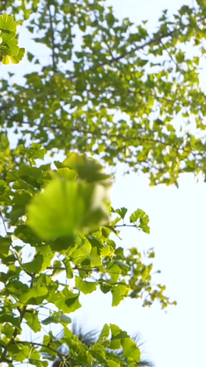 240帧升格秋天的银杏树树叶掉落秋天的树叶27秒视频