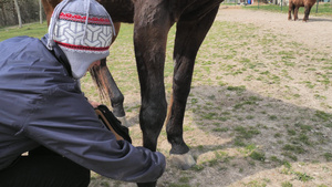 田里训马人在训练前先为马的前腿提供保护30秒视频