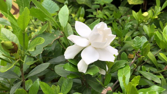 栀子花随风飘扬视频