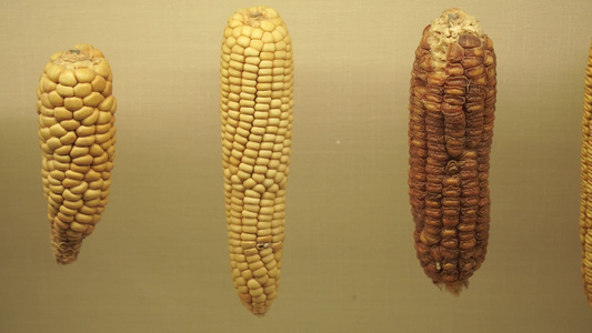 多种玉米玉蜀黍粗粮标本视频