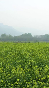 秦岭脚下油菜花海航拍大面积花视频