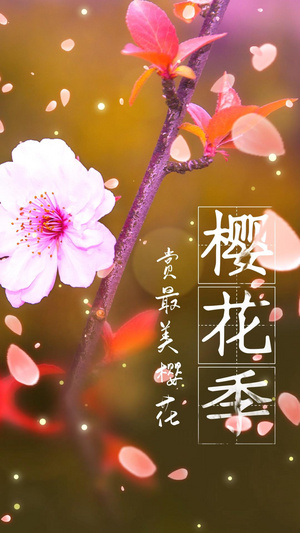 唯美浪漫樱花季樱花节视频海报竖版小视频20秒视频