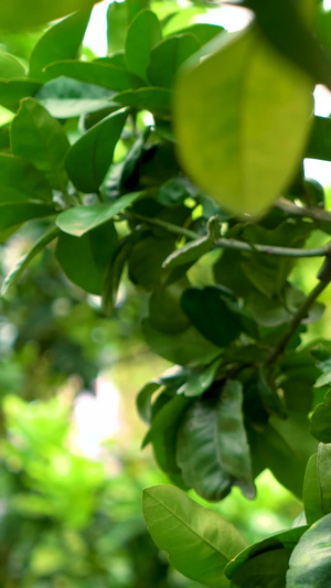生长在树上的柚子实拍运镜合集柚子素材61秒视频