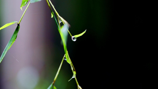 竹叶上的雨滴视频