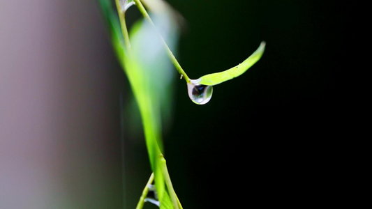 竹叶上的雨滴视频