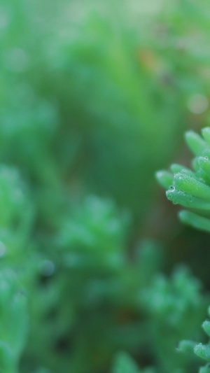 小草雨水露珠18秒视频