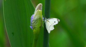传播花粉的白色蝴蝶54秒视频