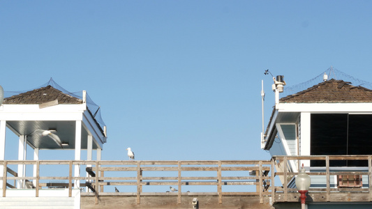 海鸥由救生塔在码头、加里福尼亚usa, 生命卫兵守望塔小屋和蓝天视频