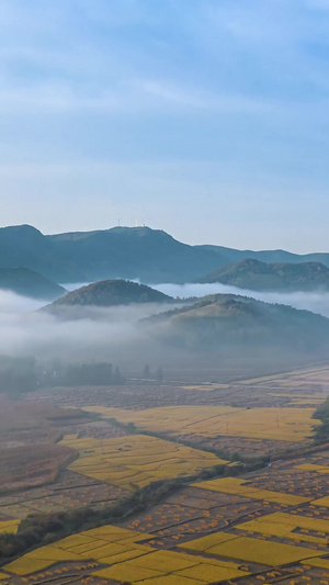 延时航拍秋天山脉下的金黄色稻田天空空镜15秒视频