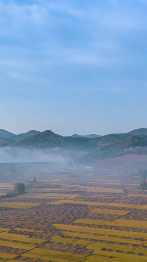 延时航拍秋天山脉下的金黄色稻田天空空镜15秒视频