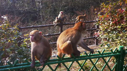 湖南张家界武陵源野生猴子[人工繁殖]视频