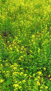 航拍油菜花基地花海视频