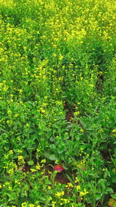 航拍油菜花基地花海视频