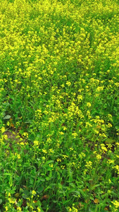 航拍油菜花基地花海视频