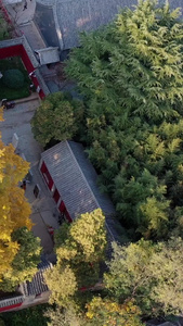 秋季的银杏及寺庙古建筑航拍视频浮来山视频