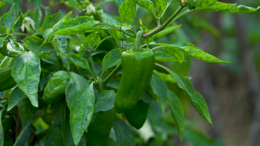 菜园里种植的辣椒视频