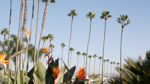 美国加利福尼亚州洛杉矶的棕榈树12秒视频