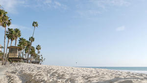 白沙滩上的棕榈树10秒视频