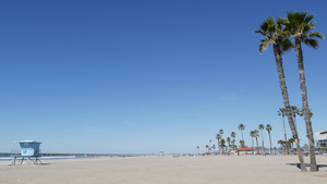 白沙滩上的棕榈树12秒视频