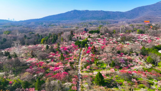 4K航拍春天踏青梅花盛开南京明孝陵梅花山风景视频