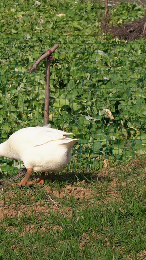 大白鹅农村农户放养家禽放养大白鹅20秒视频