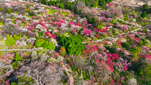 4K航拍踏青春天梅花盛开南京明孝陵梅花山风景视频