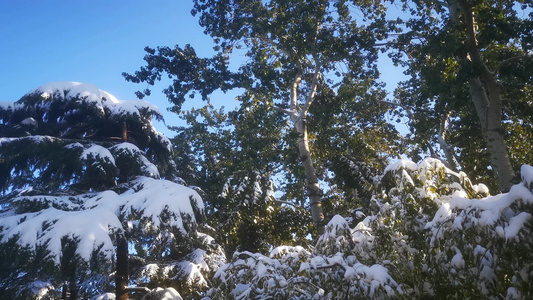 冬天雪景视频