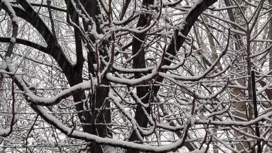 鹅毛大雪雪景树枝上的积雪视频