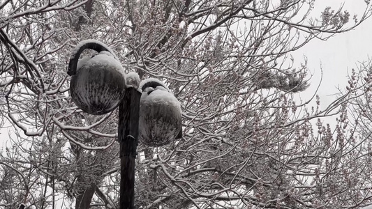 鹅毛大雪雪景树枝上的积雪视频