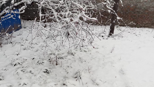 鹅毛大雪雪景树枝上的积雪视频