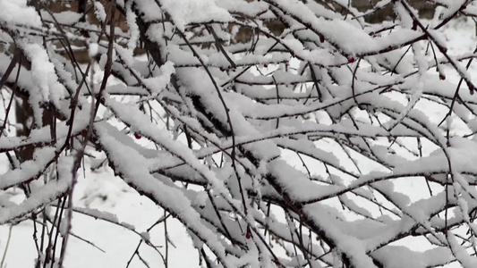 鹅毛大雪雪景树枝上的积雪视频