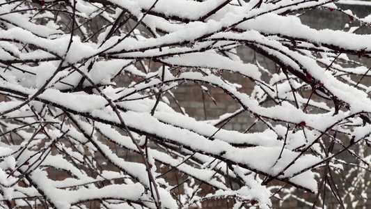 鹅毛大雪雪景树枝上的积雪视频