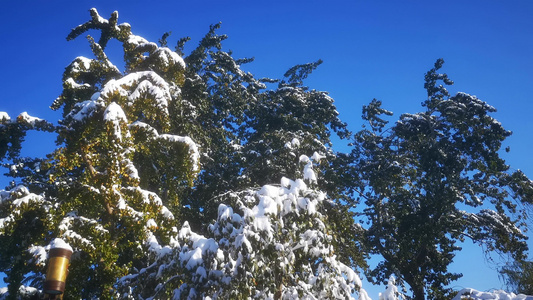 冬天雪景视频