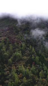 航拍四姑娘山外婆阿妣峰雪山和秋色景观素材外婆峰视频