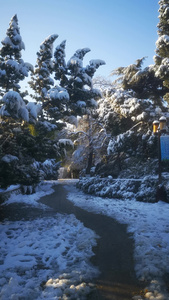 冬天雪景视频