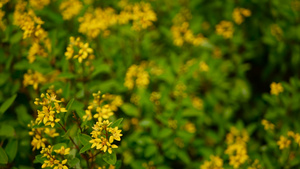 恒星形金色花朵的永绿灌木10秒视频