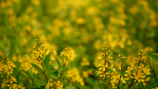 金色花朵的永绿灌木视频