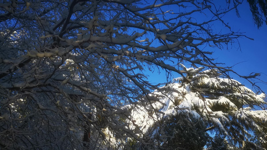 冬天雪景视频