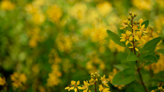 恒星形金色花朵的永绿灌木视频