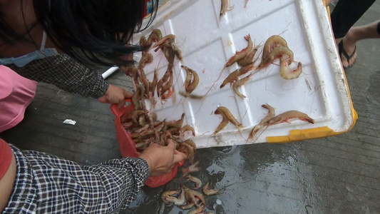 海岛海鲜市场虾视频