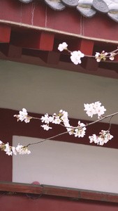 城市春天花季白色樱花古建筑素材樱花素材视频